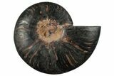 Cut & Polished Ammonite Fossil (Half) - Unusual Black Color #286657-1